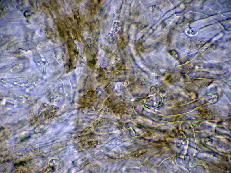 Atractosporocybe inornata 6 - Suprapellis agua-002